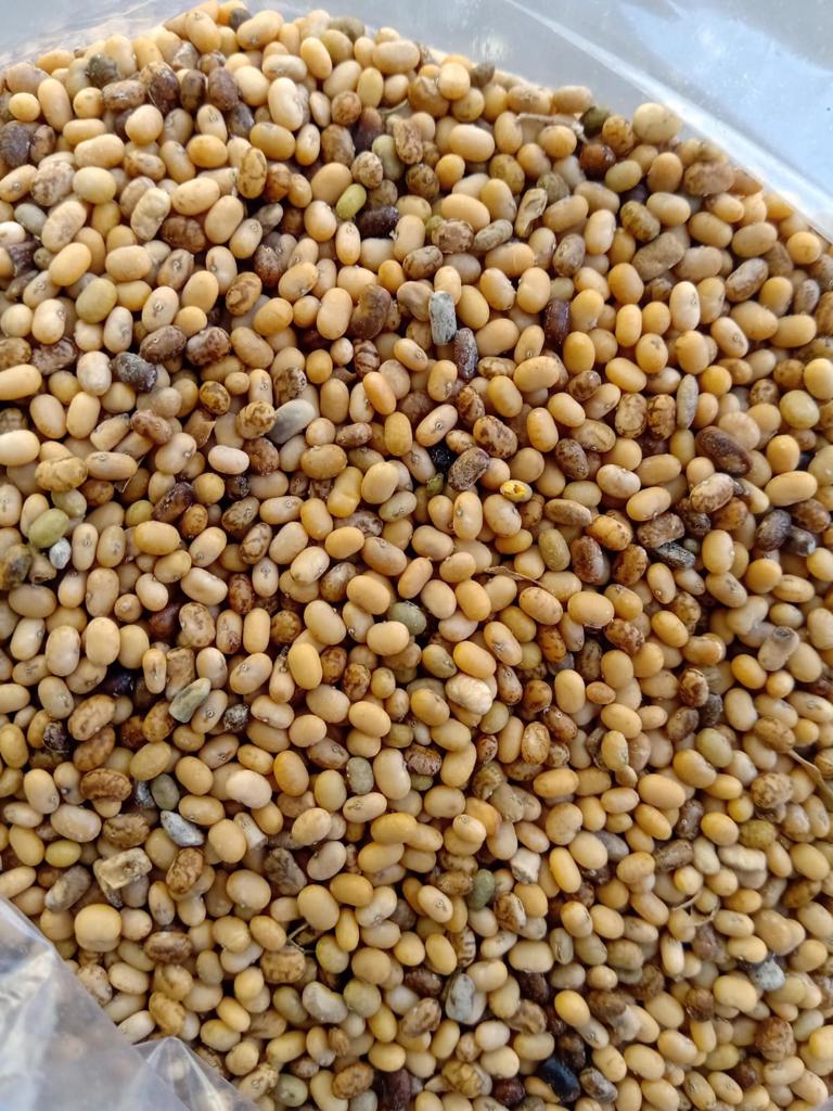 Product image - Our SVM EXPORTS provides Tephrosia Purpurea seeds also called as Sharapunkha has full of medicinal 
properties. It is also grown as a green manure and as a cover crop. 
Apart from India, it is found in countries such as China, Malay Peninsula, Sri Lanka, and Hawaii. 
